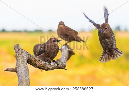 Wild Birds Sit On The Branches And Froze In Flight
