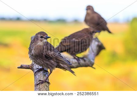 Starlings Sitting On A Branch With Patterns