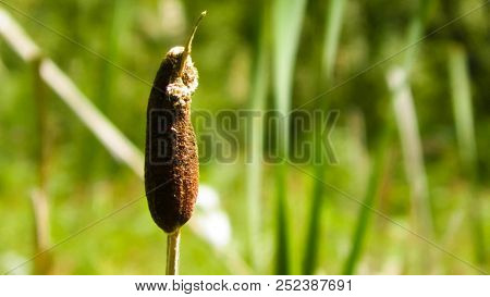 Close Up Of Typha Plant.