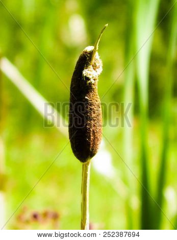 Close Up Of Typha Plant.