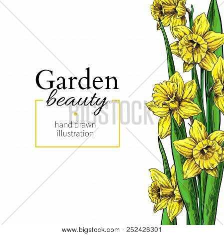 Daffodil Flower And Leaves Border Drawing. Vector Hand Drawn Floral Frame.