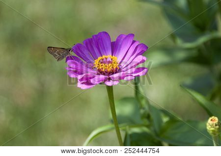 This Is An Image Of A Purple Flower With A Butterfly On It