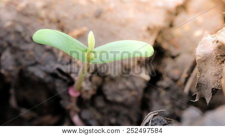 Agriculture And Seedling Tree Concept With Macro Photo Of Seedling Tree. Royalty High Quality Free S