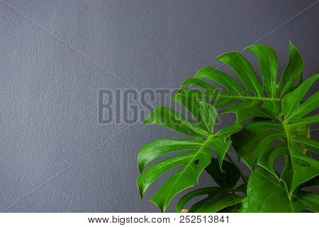 Green Leaves Of Monstera (split-leaf Philodendron) Tropical Foliage Plant Growing In House.