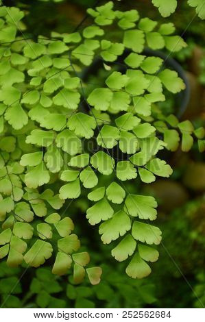 Fresh Green Caryota Mitis Plant In Nature Garden