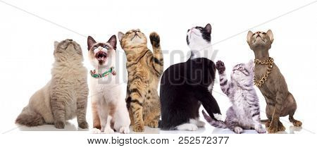 team of curious cats looks up while sitting and standing on white background, two of them having thei paws raised