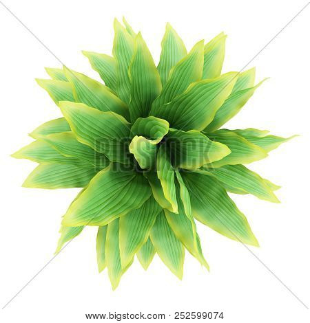 Top View Of Funkia Bush Isolated On White Background. 3d Illustration