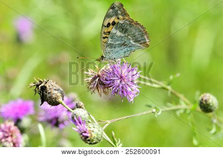 The Silver-washed Fritillary (argynnis Paphia) Butterfly. Centaurea Scabiosa Or Greater Knapweed Is 