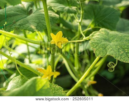 Green Cucumber Leaves And Kukes Blossoming With Yellow Flowers In The Garden, Close Up View. Cucumbe
