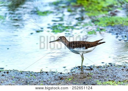 Green Sandpiper Or Tringa Ochropus Walks On Lake