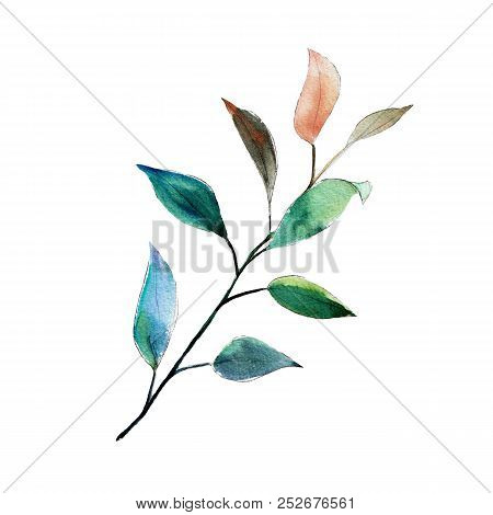 Eucalyptus Parvifolia Dollar Branch. Watercolor Illustration. Isolated Object On White Background. C