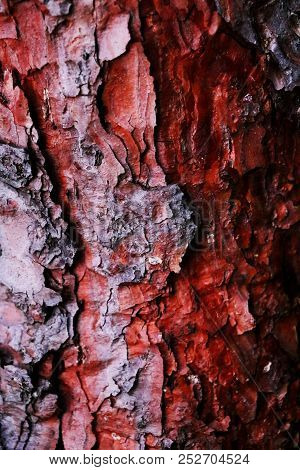 Texture Of Pine Bark And Background Of Tree Bark