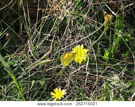 Butterfly Rests And Shows Off Its Best Side, Geismar, Edersee, Hesse