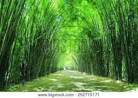 Arbor Bamboo Forest That Occurs Naturally In Wat Chulabhorn Wanaram, Nakhon Nayok ,thailand