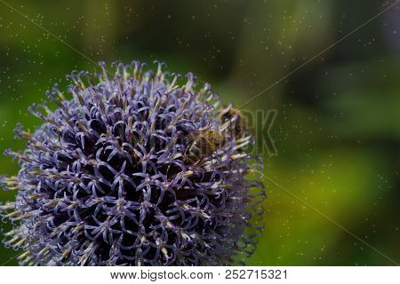 Bees Collects Pollen From Echinops Ritro.echinops Ritro, The Southern Globethistle, Is A Species Of 
