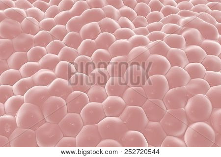 Layer Of Cells, 3d Illustration, Research Background Perfect To Illustrate Skin, Epithelium, Stem Ce