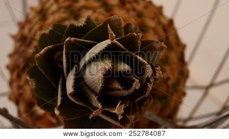 Macro Photo Of A Pineapple, A Different View