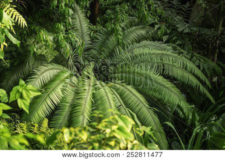 Natural Green Tropical Texture Of Diffrent Bright Green Leaf, Palm Tree Branches, Foliage, Fresh Exo