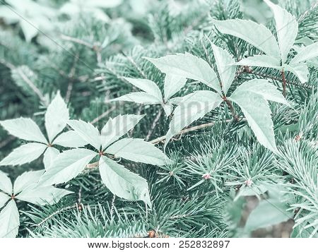 Delicate Leaves In A Mysterious Forest,sun Rays.