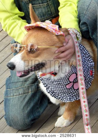 Hund klædt ud som barnet