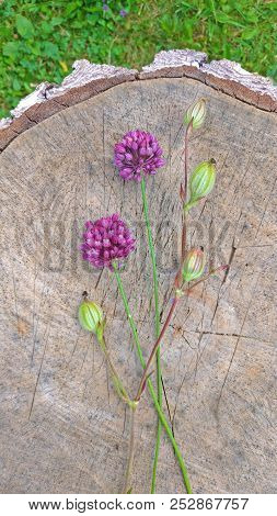 Wild Onion Violet On A Wooden Background Of Black Walnut. Beautiful Summer Wildflowers. Two Flowers.