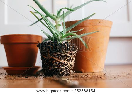 Repotting Plant. Aloe Vera With Roots In Ground Repot To Bigger Clay Pot Indoors. Care Of Plants. Su