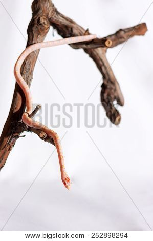 Corn Snake Crawling On A Branch And Looking Forward On White Background