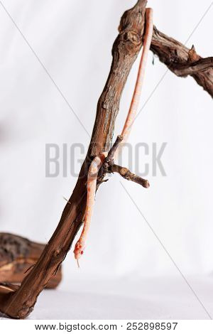 Corn Snake Crawling On A Branch And Looking Forward On White Background
