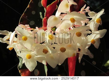 White Flowers And Red Stems Of An Angelwing Begonia