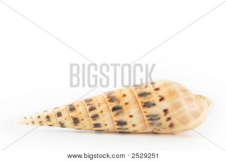 Shell