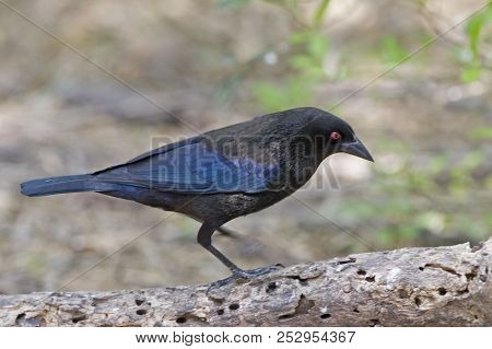 A Male Bronzed Cowbird, Molothrus Aeneus, Side View
