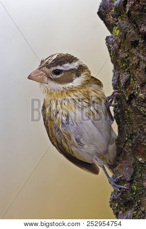 A Vertical Of Female Rose-breasted Grosbeak, Pheucticus Ludovicianus, In Spring