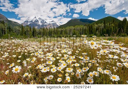 Hvide margueritter og Mount Robson