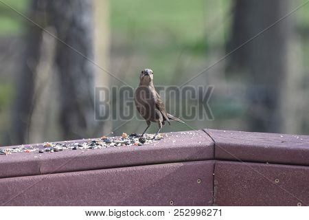 A Female Cowbird Perched On A Backyard Deck Porch