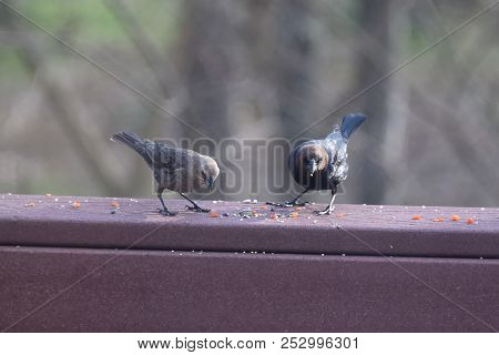 A Pair Of Male And Female Cowbirds Eating Birdseed On A Backyard Deck Porch