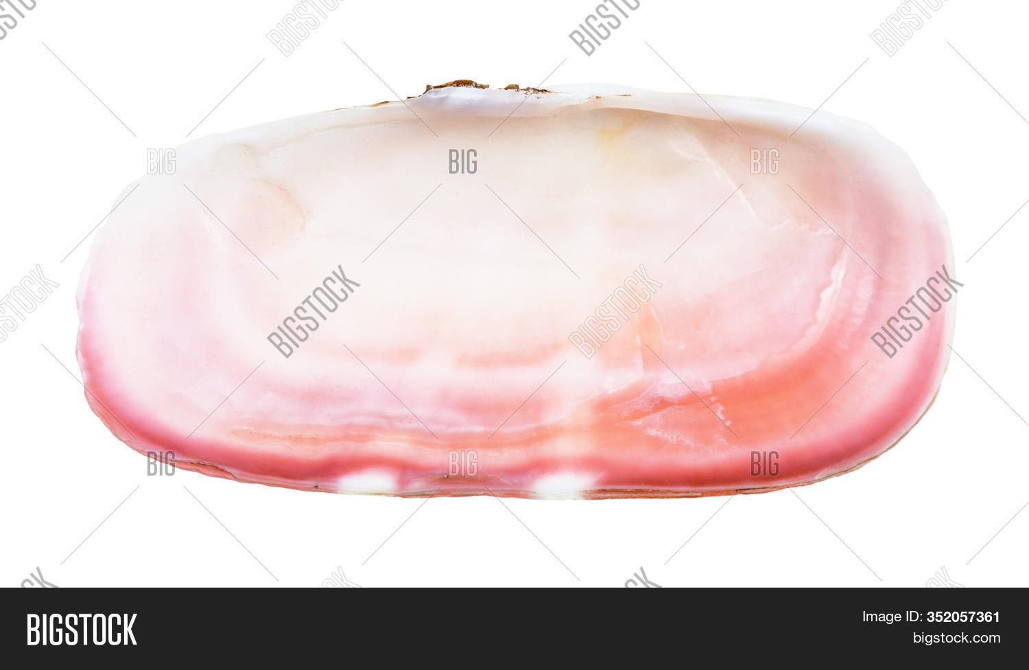 Empty Pink Shell Clam Image & Photo (Free Trial) | Bigstock