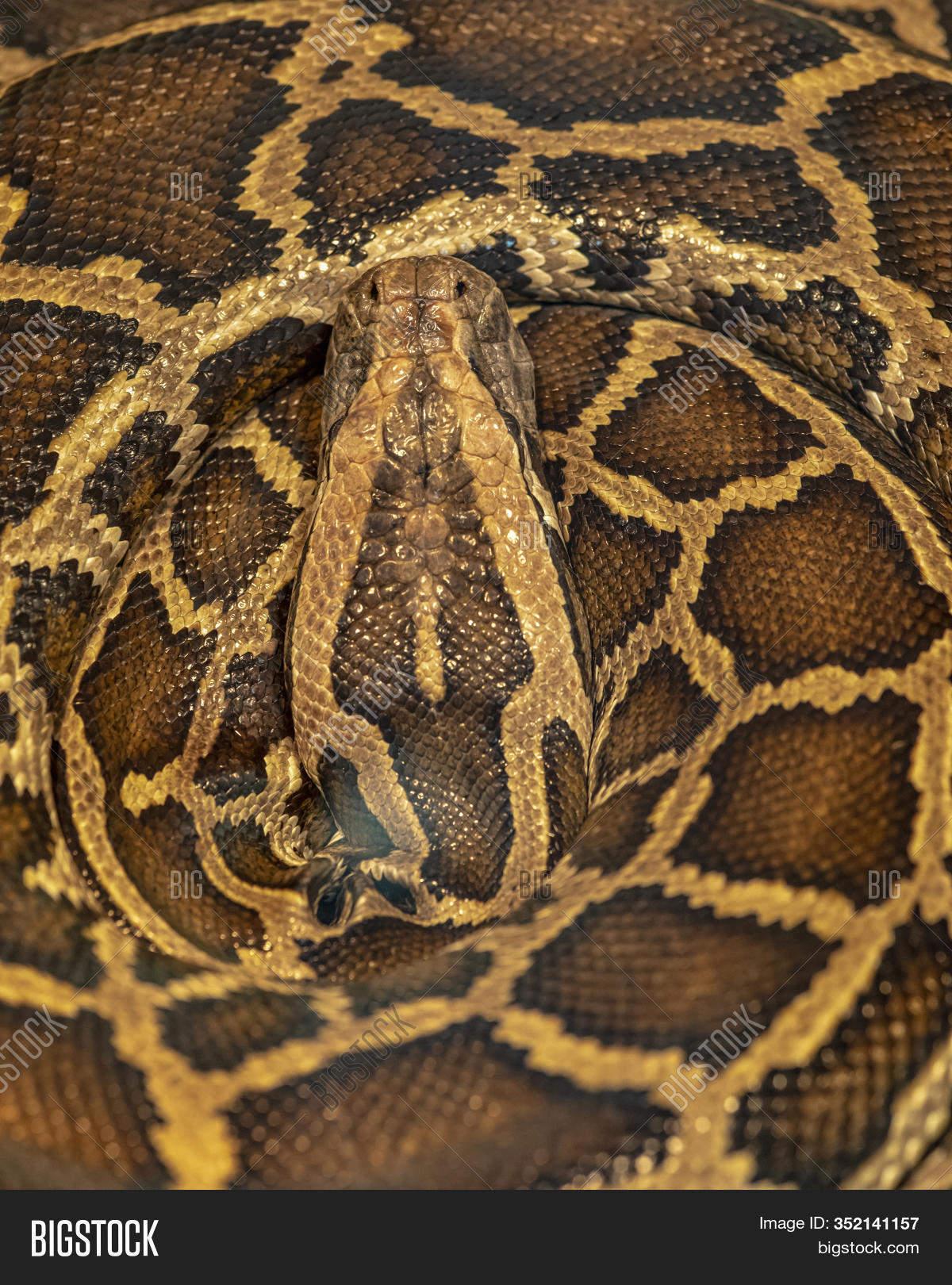 Close- Python Curled Image & Photo (Free Trial) | Bigstock