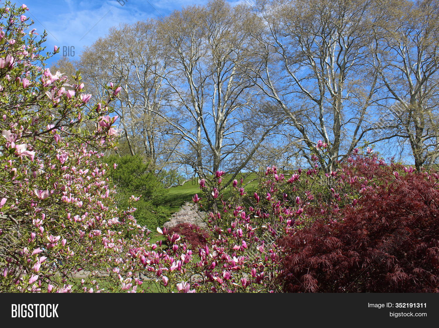 Magnolias, Maple Trees Image & Photo (Free Trial) Bigstock