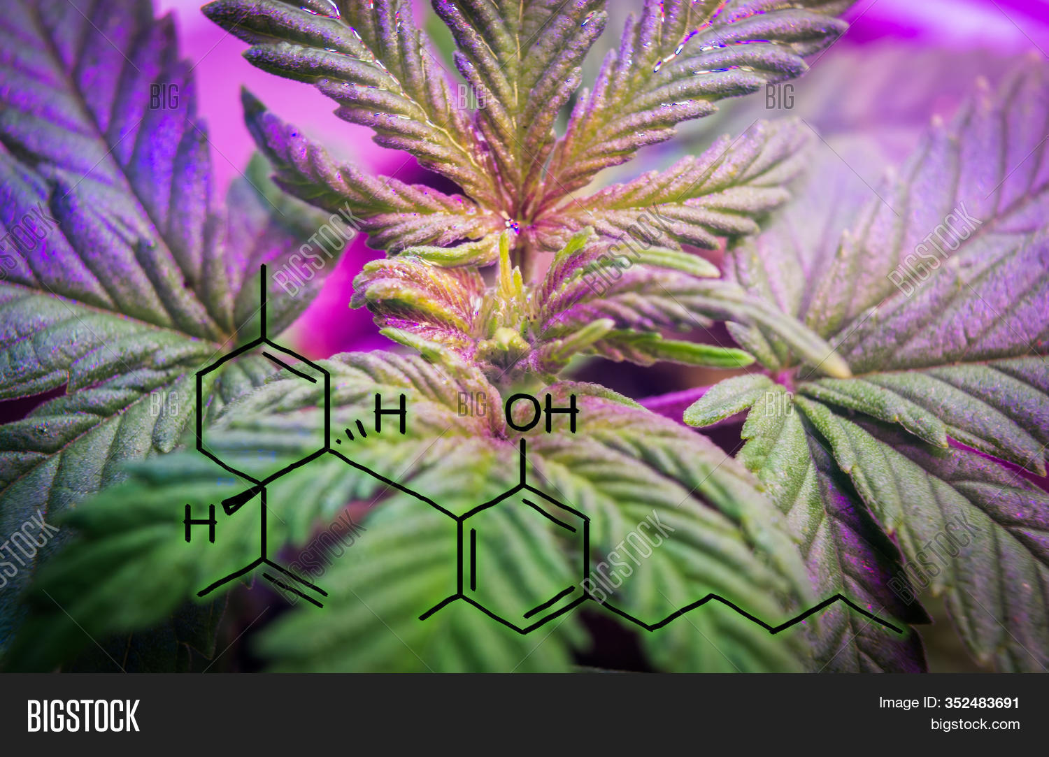 Indoor Cannabis Plant Image Photo Free Trial Bigstock