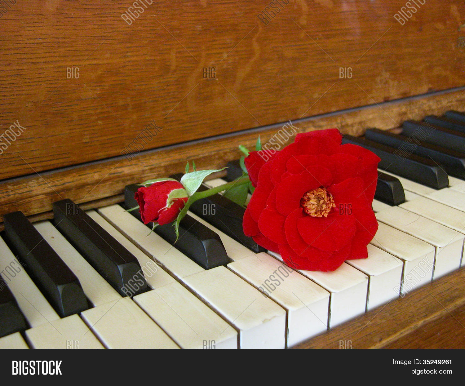 Roses On Piano Image & Photo (Free Trial) Bigstock