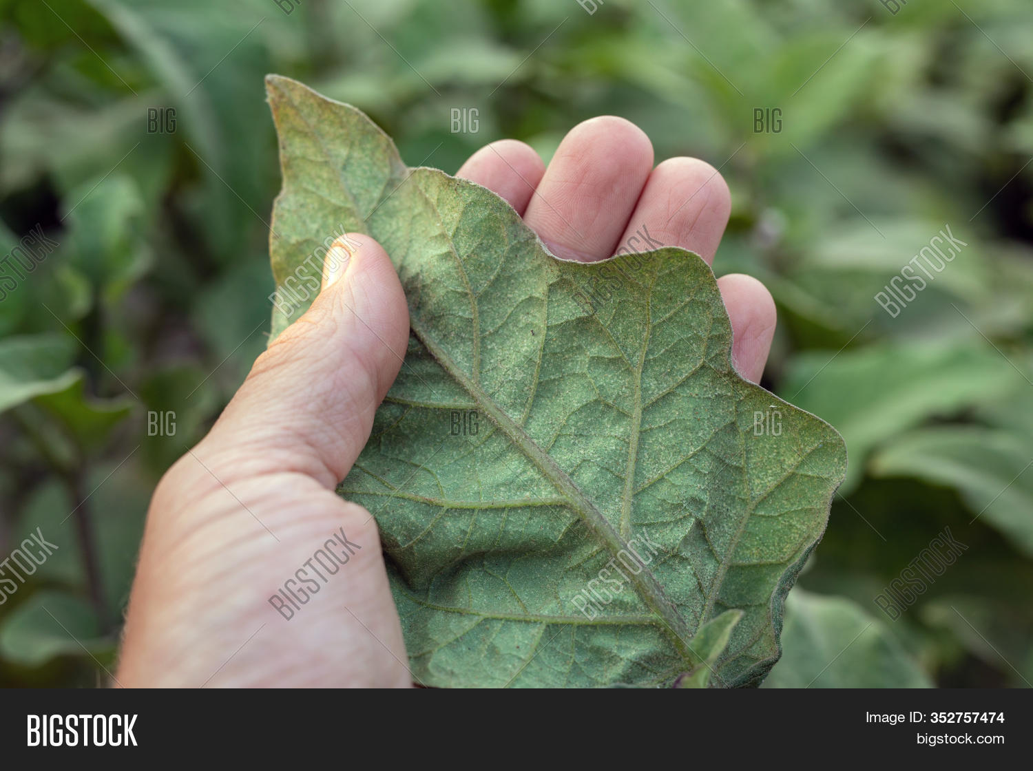 Leaf Eggplant Damaged Image & Photo (Free Trial) Bigstock