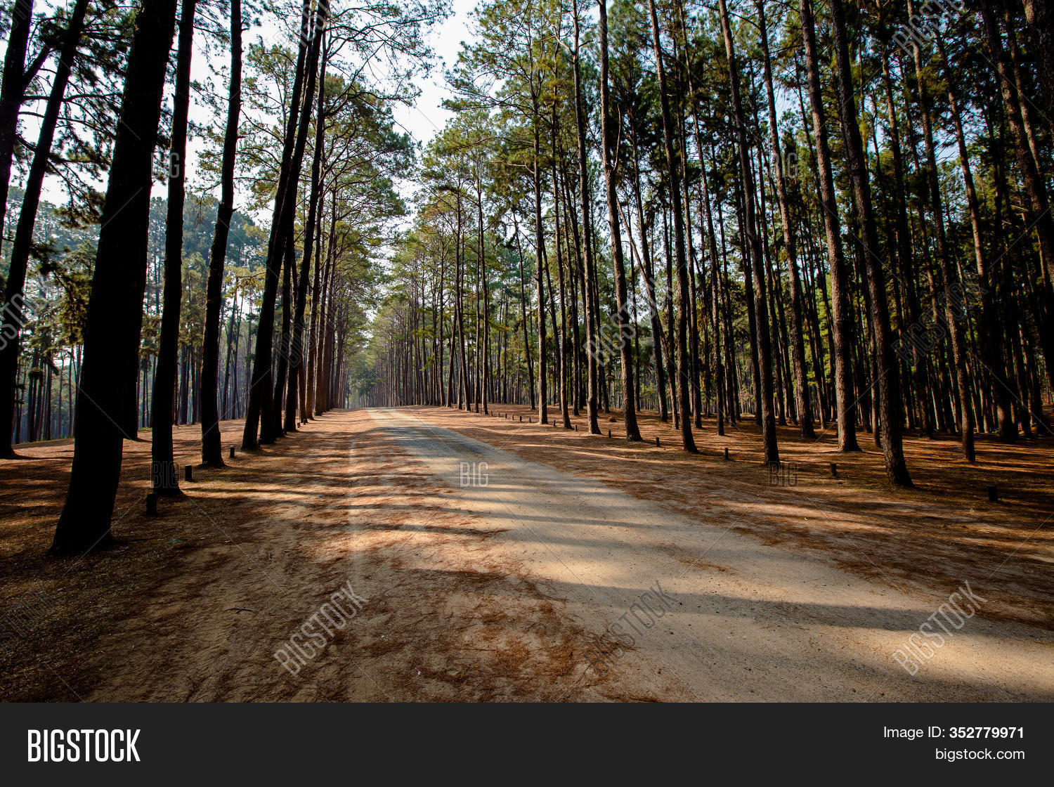 Road Pine Tree Forest. Image & Photo (Free Trial) Bigstock