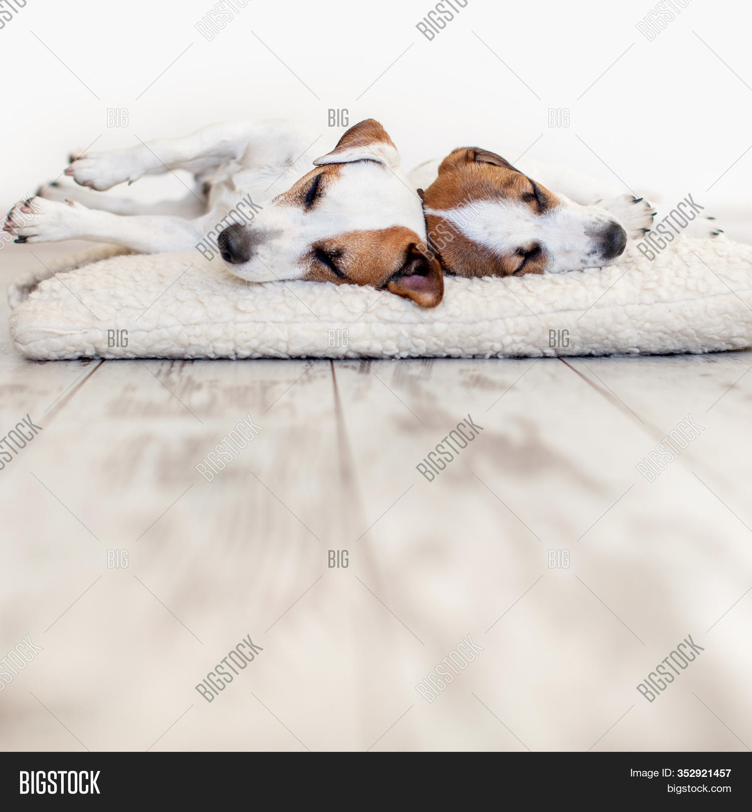 Dogs Sleeping Floor. Image & Photo (Free Trial) Bigstock