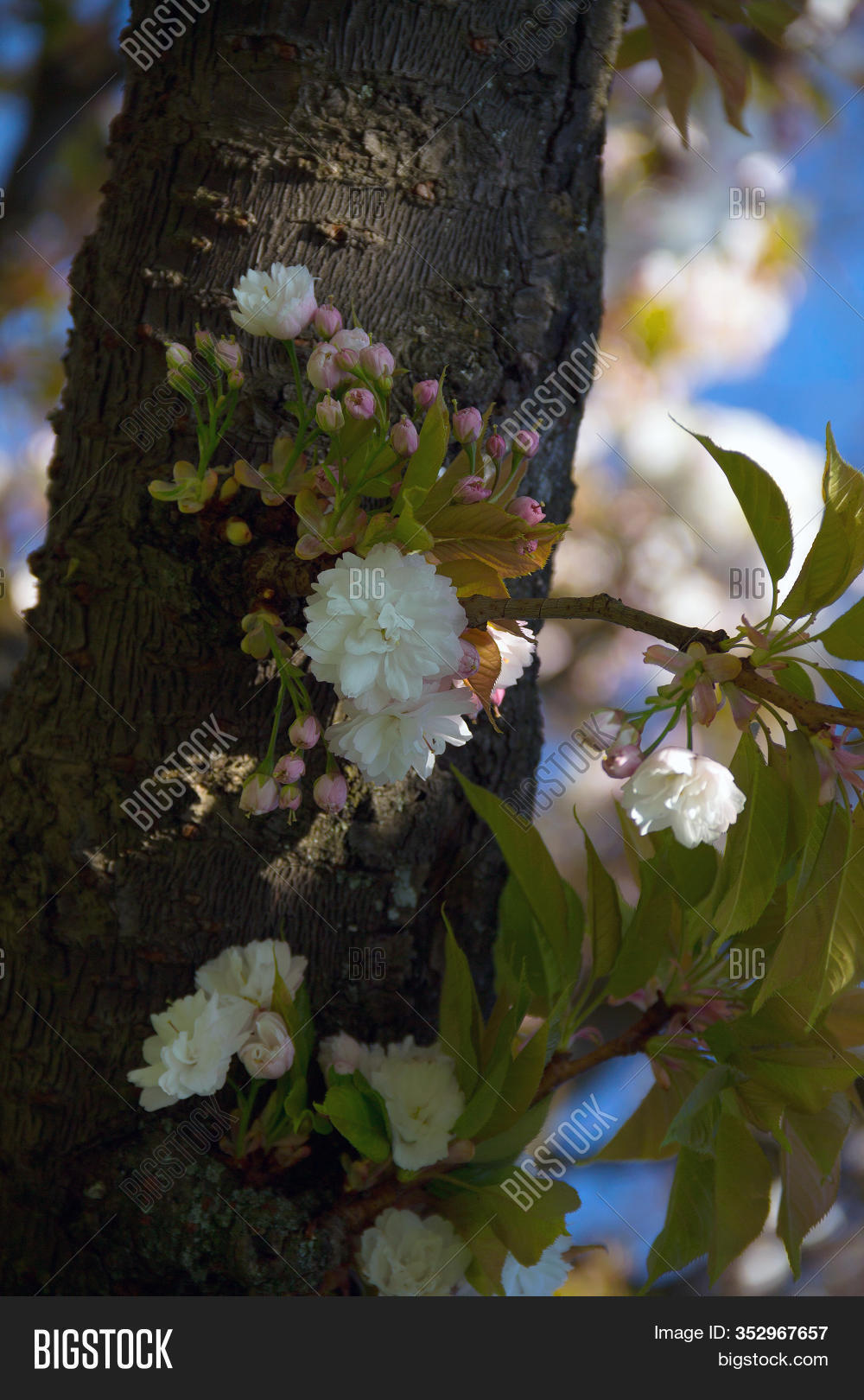 Tree Flowers. White Image & Photo (Free Trial) Bigstock