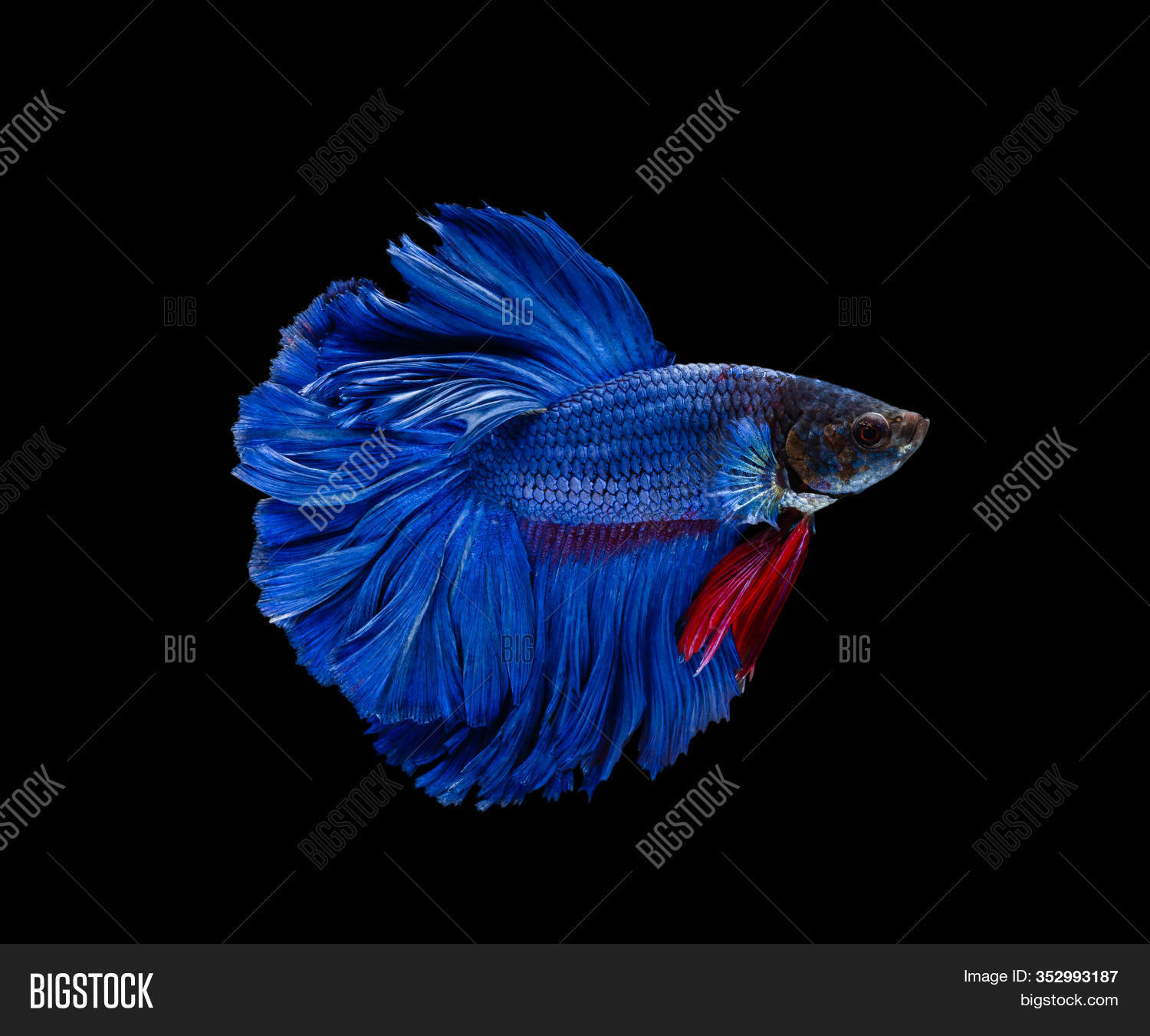 betta splendens aquarium