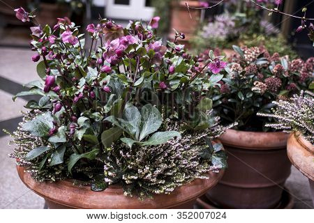 Stinking Hellebore (helleborus Foetidus)