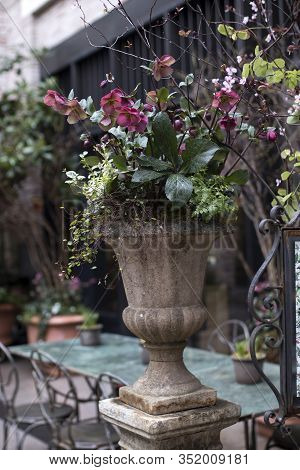 Stinking Hellebore (helleborus Foetidus)