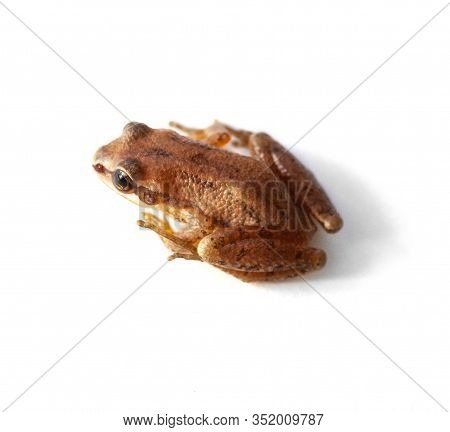 An Upland Chorus Frog Sits Isolated On A White Background