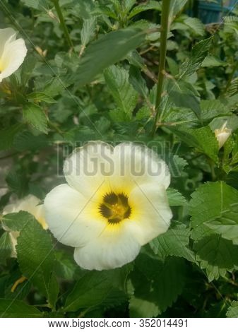 Image Of The Eight O'clock Flower Is A Plant Genus Of The Family Passifloraceae, And Has A Scientifi