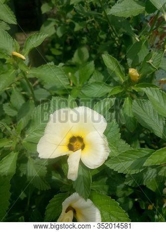 Image Of The Eight O'clock Flower Is A Plant Genus Of The Family Passifloraceae, And Has A Scientifi
